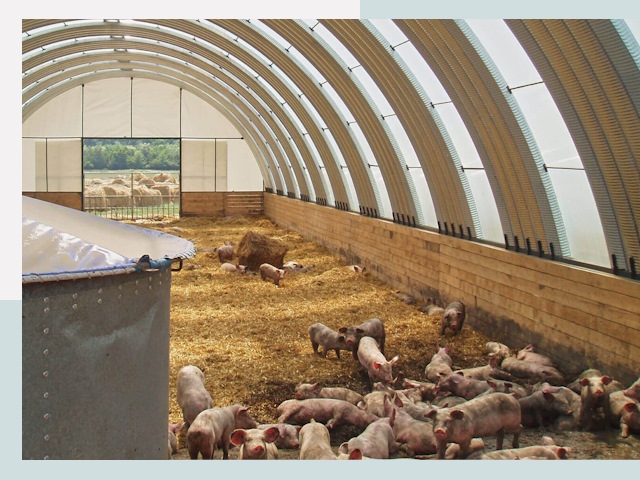 Строительство свинарников в Элисте